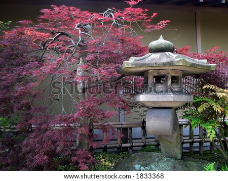 japanese maple leaf tree. stock photo : japanese lantern