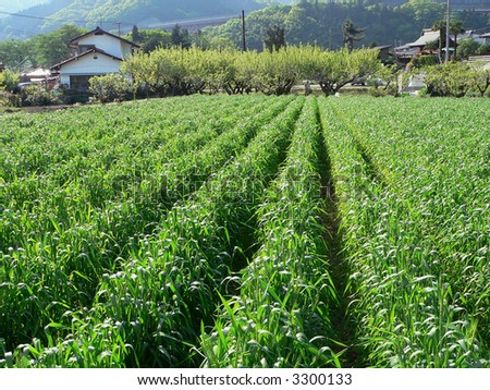fresh and atmospheric rural agriculture rice-field in late spring time