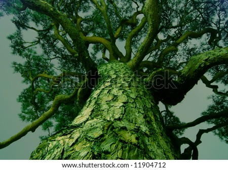 Black Pine Tree Black Pine Tree