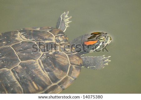 red ear turtle close up in pond\'s water with head above the surface