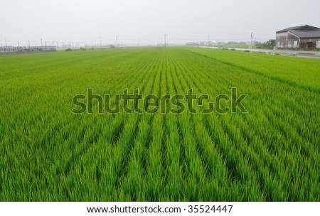 countryside rice field in southern Japan at calm rainy weather