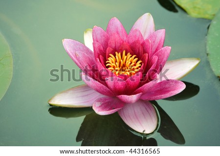 stock photo blossom lotus flower in Japanese pond focus on flower