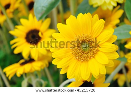 fresh yellow sunflower over many sunflowers background; focus on front flower