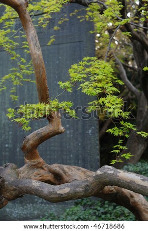 young Japanese maple tree in spring time at the Temple\'s yard; focus on maple branch