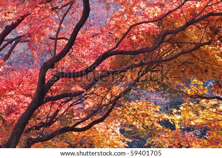 highly - detailed scenic branches of autumnal red Japanese maple tree