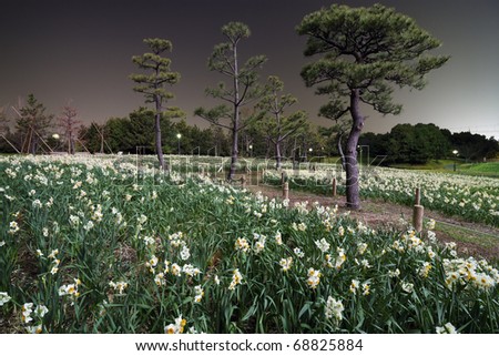 night field of narcissus flowers near pine tree alley in Japanese park; focus on foreground