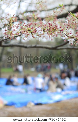 closeup of blossom cherry branch  with sitting people on the background in Tokyo, Japan