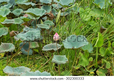 The natural   Lotus green area in thailand : a wide pond in which lotus flowers  grow freely , 
creating a beautiful natural environment.