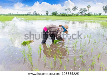 Asian farmers are planting rice in the paddy fields with water.