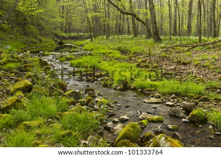 Trout Run Creek, a small creek in the woods during spring.