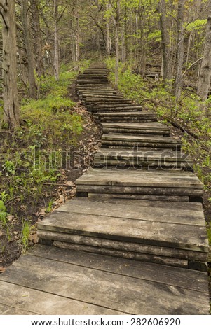 Step Trail In Woods During Spring