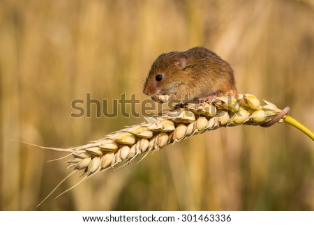 Harvest mouse eating corn