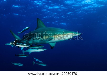 Black tip Shark circling divers near the surface during a baited Shark Dive in South Africa.