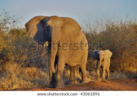 elephant mother and child