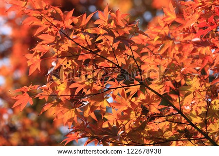 Leaves changing colors near lake Kawaguchiko, Japan