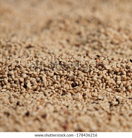 Coffee beans being dried out in the sun at Doi Chang, Chiangrai Province, Thailand