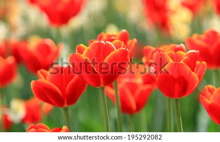Red Tulips in blurry tulips background