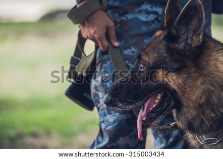 Soldiers from the K-9 unit demonstrations to attack the enemy , the green lawns , German Shepherd dog stand.
