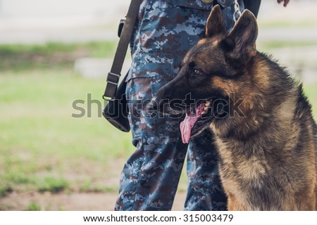 Soldiers from the K-9 unit demonstrations to attack the enemy , the green lawns , German Shepherd dog stand.