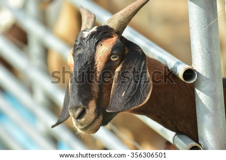 Goat in the cage, zoo , Funny spotted goat with long ears in a paddock eating grass in farm , Goat with head stuck in a fence trying to escape