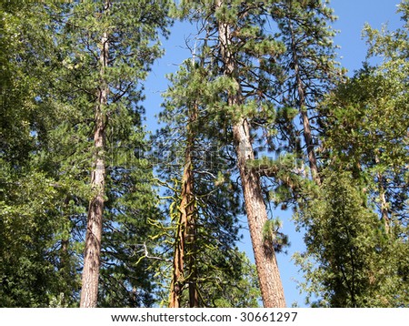 moss-covered tree in Yosemite National Park, California, USA