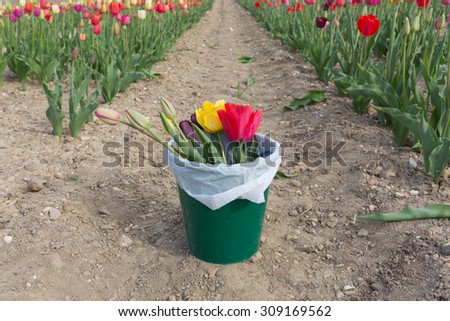 Ripped yellow and red tulips in a bucket standing on the earth during the day