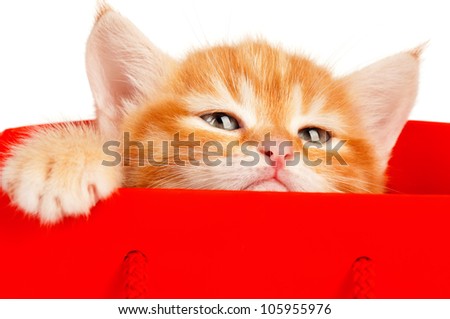 Cute little red kitten in a shopping bag isolated on white background