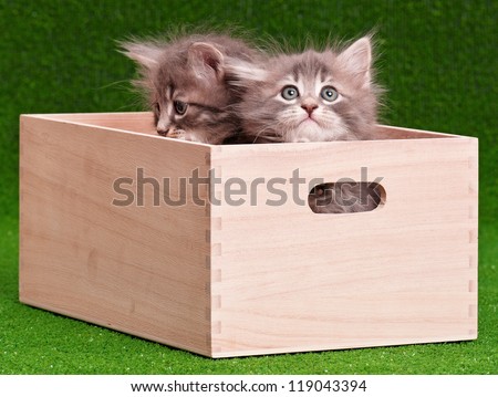 Cute gray kittens in box on artificial green grass