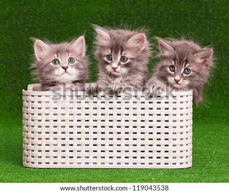 Cute gray kittens in box on artificial green grass