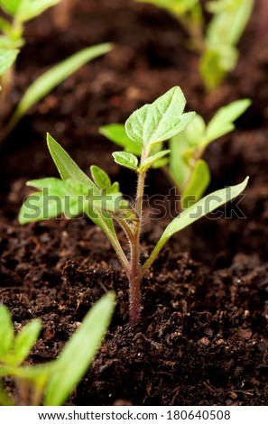 Green seedling of tomatoes growing out of soil