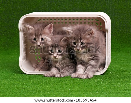 Cute gray kittens in box on artificial green grass