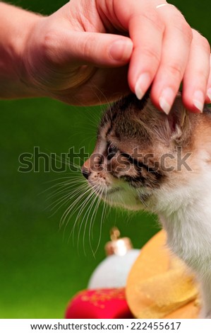 Hand patting kitten
