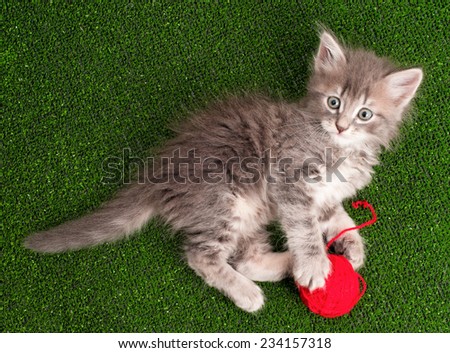 Cute grey kitten playing red clew of thread on artificial green grass