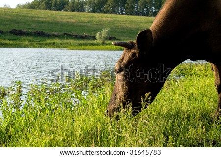 Cows grazing peacefully on fresh farmland, on river bank, on the brink of wood