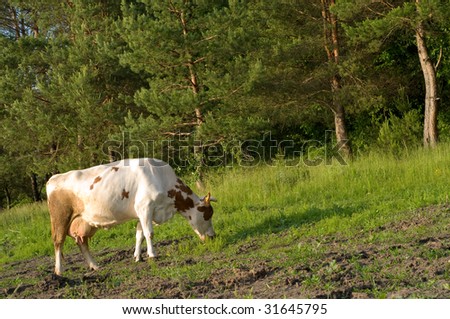 Cows grazing peacefully on fresh farmland, on river bank, on the brink of wood