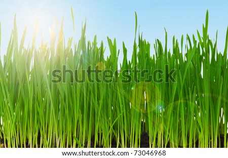 Fresh green wheat grass in field against blue sky with sun