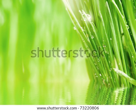 Fresh green wheat grass with drops dew, over water