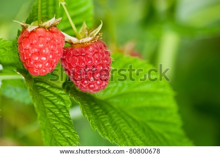 Some ripening raspberries on the bush in a kitchen garden