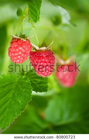 Some ripening raspberries on the bush in a kitchen garden