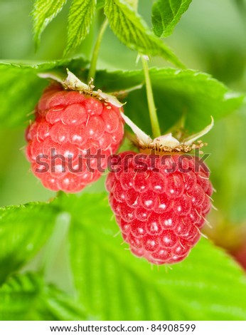 Some ripening raspberries on the bush in kitchen garden