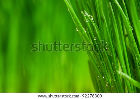 Fresh green wheat grass with drops dew