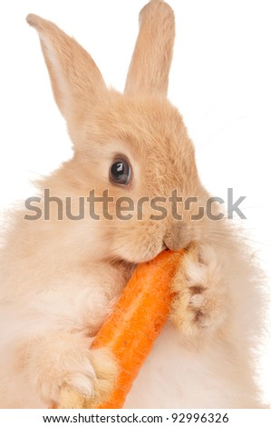 rabbits with carrots