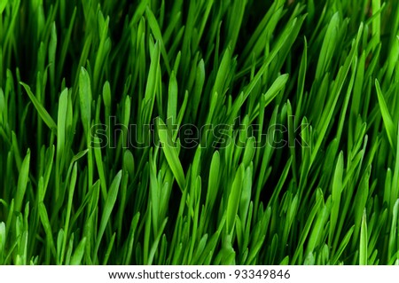 Close-up of fresh green wheat grass for backgrounds