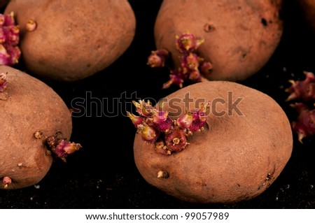 Old potatoes with sprouts in black soil
