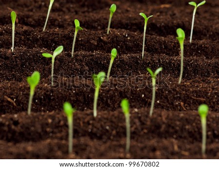 Close up of green seedling growing out of soil