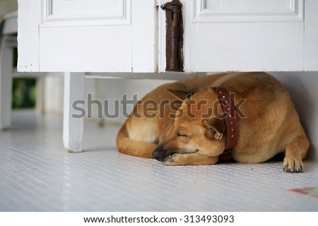 A dog sleep under the cabinet