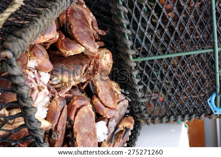 Freshly caught Scottish Brown Crabs