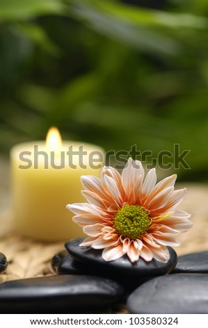 Yellow candle with gerberawith stones on green plant background