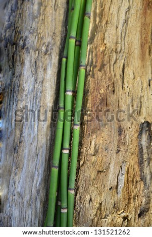 Thin bamboo grove on old wood background