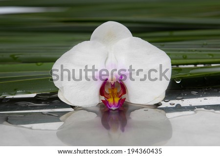 Still life with white orchid and set of green wet leaf on wet
